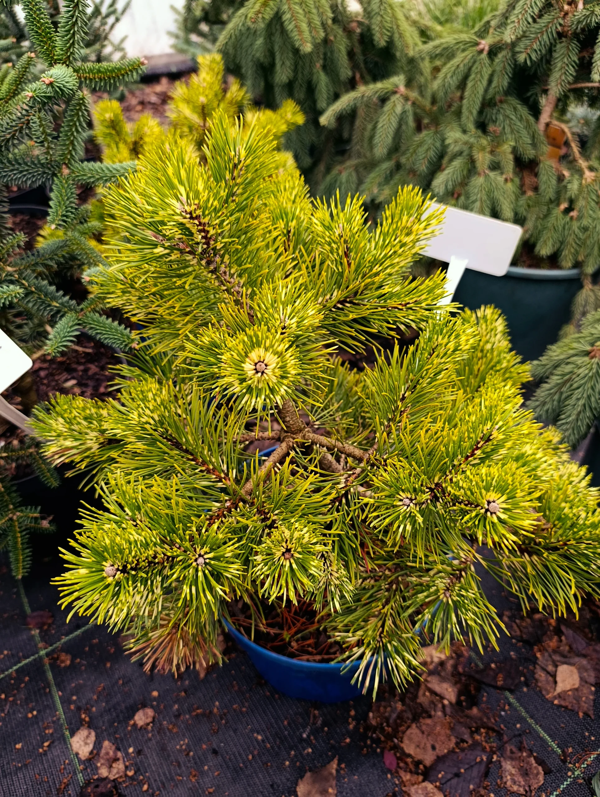 Сосна Біллабонг / Pinus uncinata Billabong