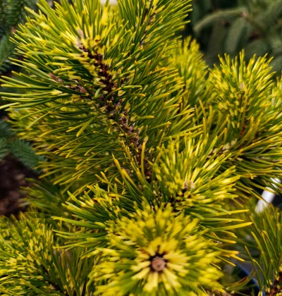 Сосна Біллабонг / Pinus uncinata Billabong