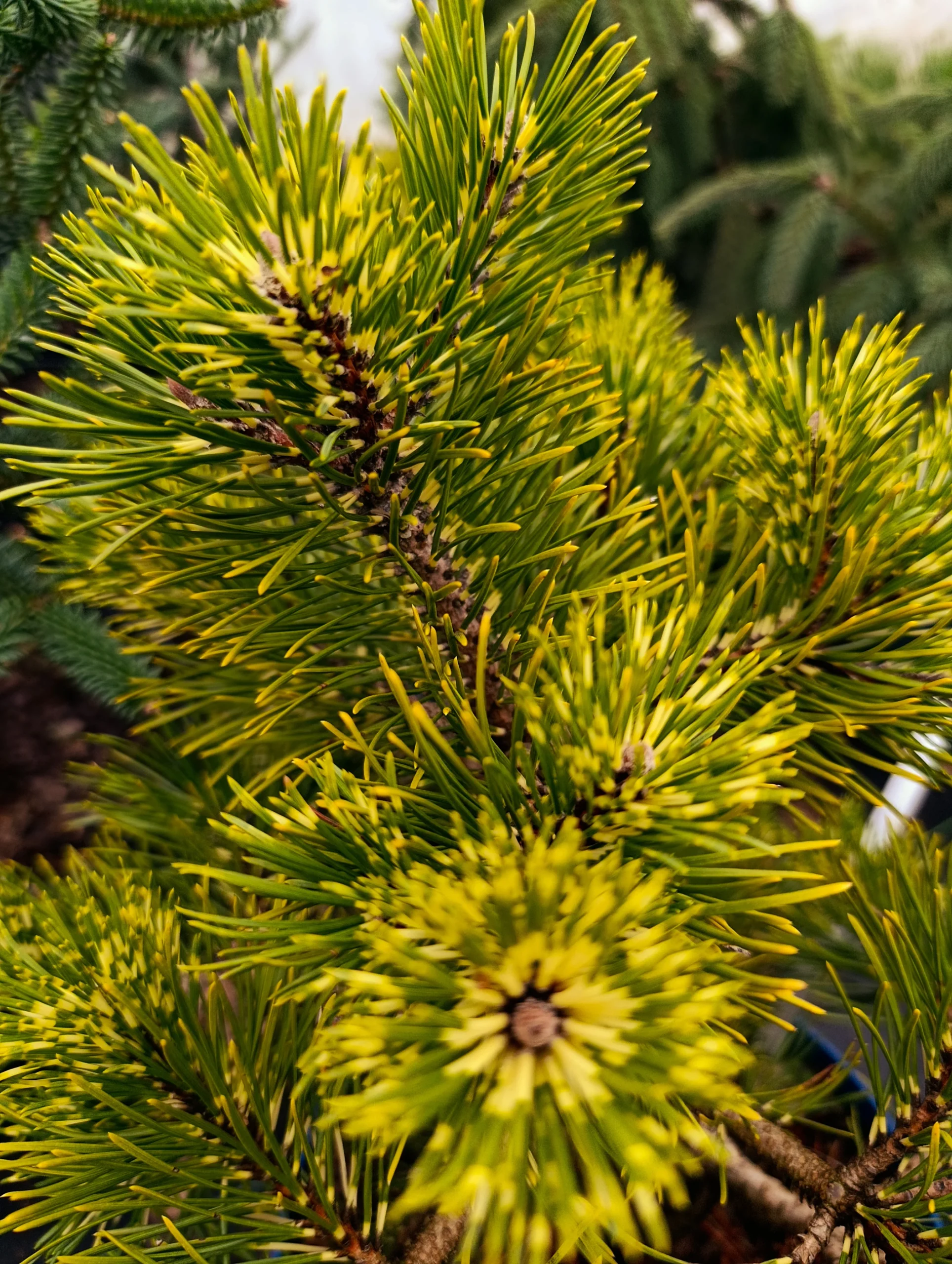 Сосна Біллабонг / Pinus uncinata Billabong