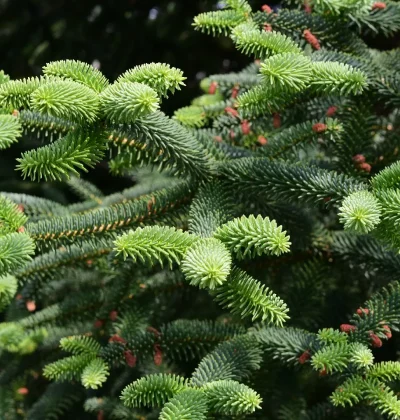 Ялиця іспанська ‘Boiss’ Abies pinsapo ‘Boiss’