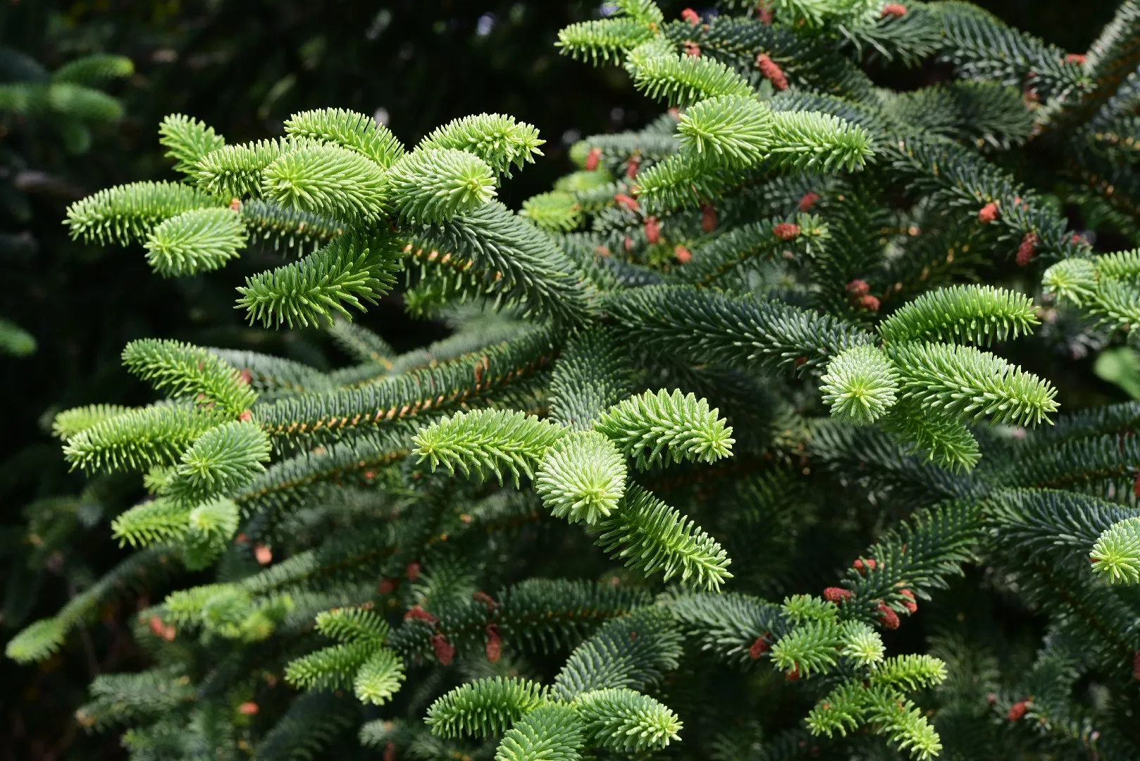 woocommerce product thumbnail