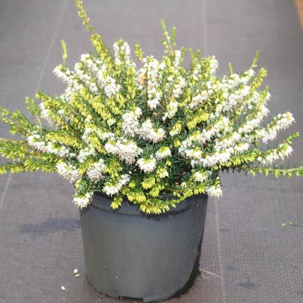 woocommerce product thumbnail