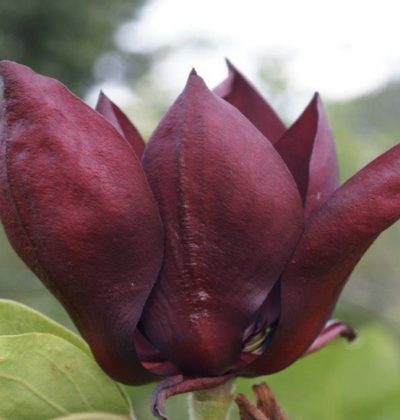 Магнолія Жан Балдік / Magnolia Jan Baldick