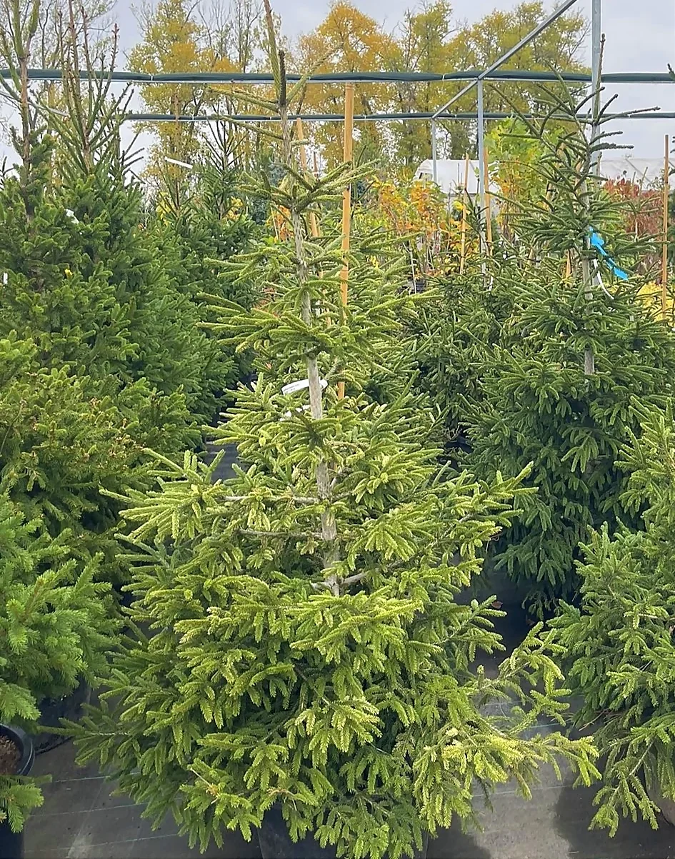 Ялина східна 'Сільвер Сідлінг'