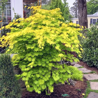 Клен ширасаві Джордан / Acer shirasawanum 'Jordan'