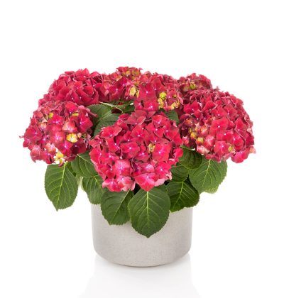 Гортензія макрофіла Хай Вулкан