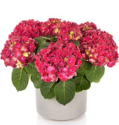 Гортензія макрофіла Хай Вулкан