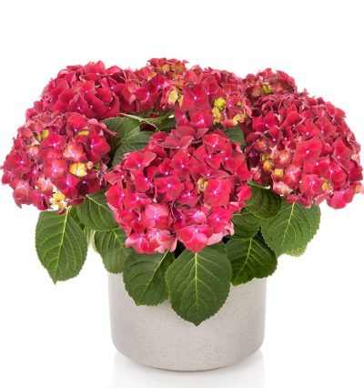 Гортензія макрофіла Хай Вулкан