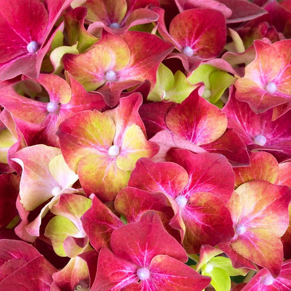 Гортензія макрофіла Хай Вулкан