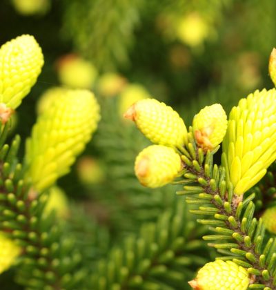 Ялина східна 'Сільвер Сідлінг'