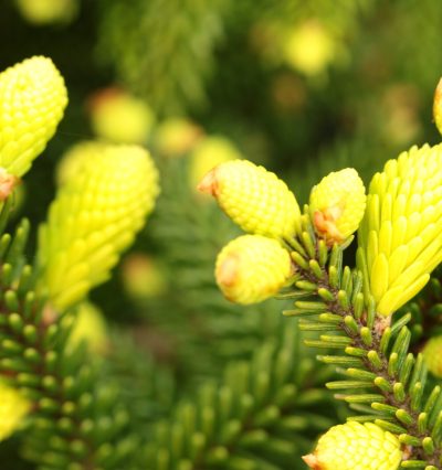 Ялина східна 'Сільвер Сідлінг'