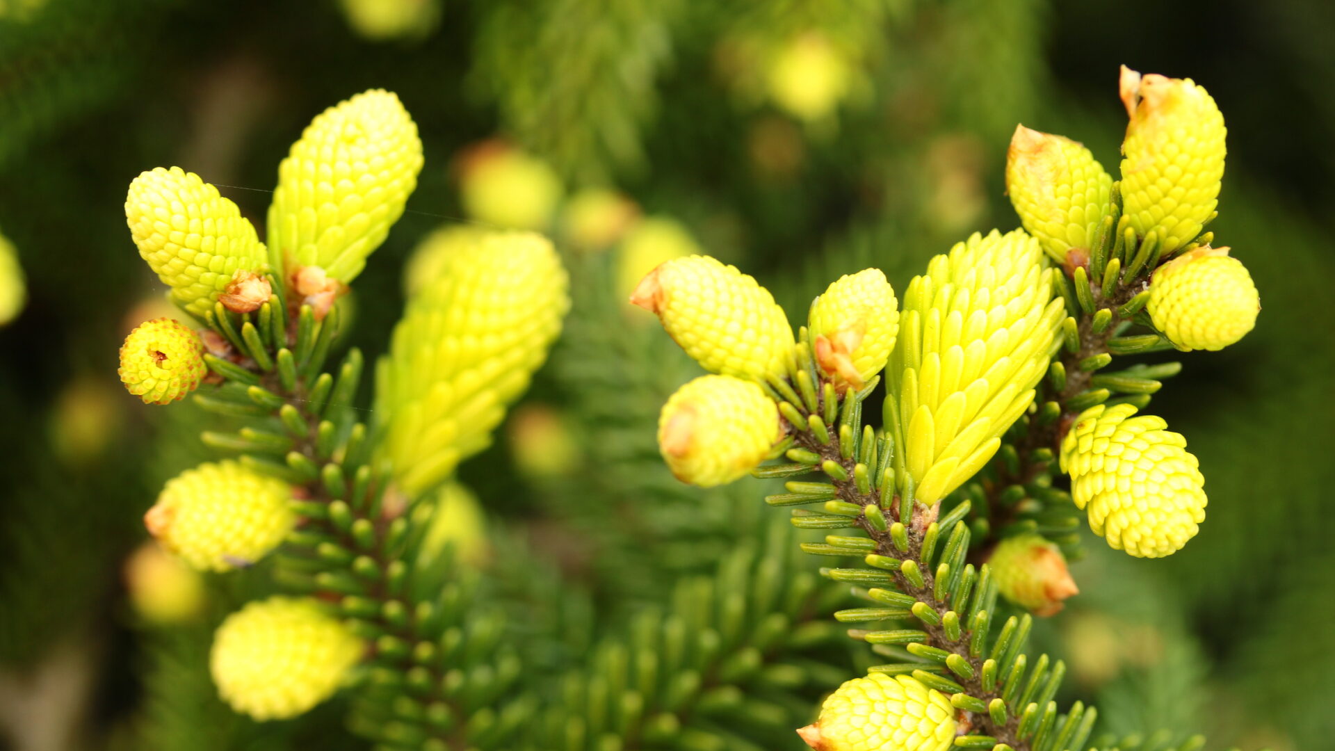 Ялина східна 'Сільвер Сідлінг'