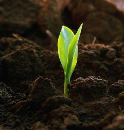 Грунт, Торф, Кора