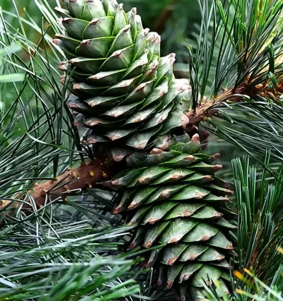 Сосна корейська Вінтон / Pinus koraiensis Winton