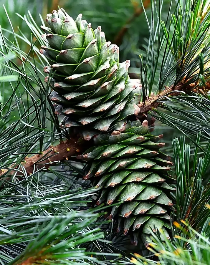 woocommerce product thumbnail