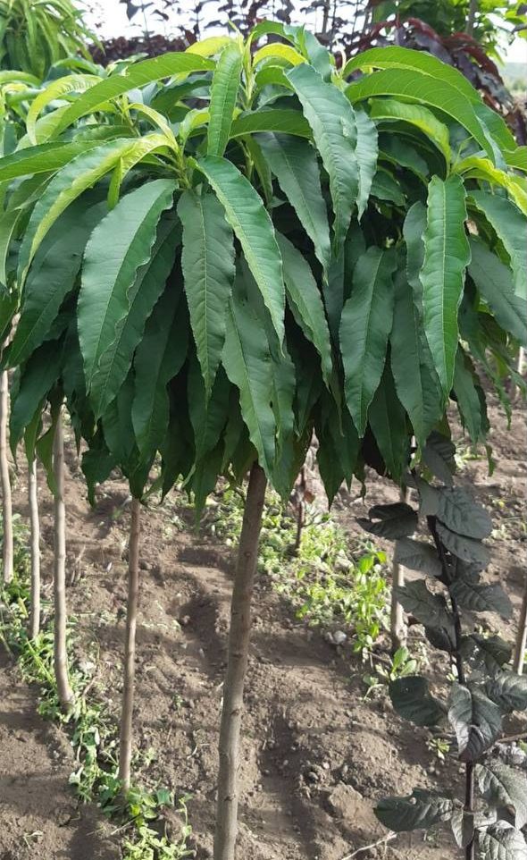 Персик колоноподібний на штамбі "Медовий"