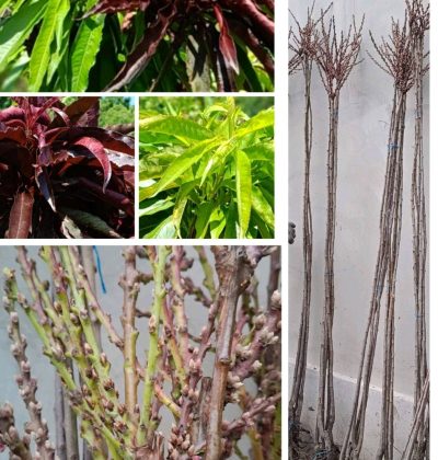 Персик на штамбі Бургунді + Медовий