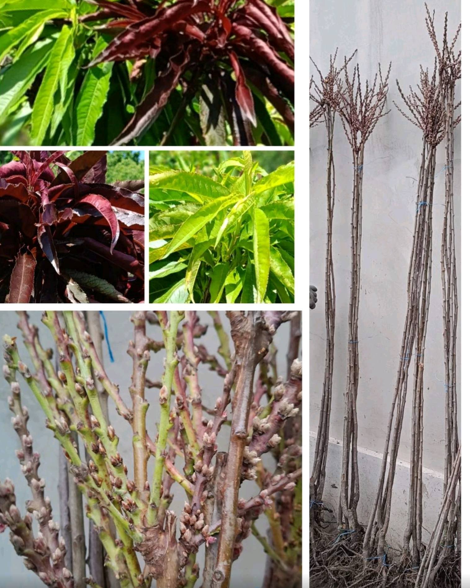 woocommerce product thumbnail