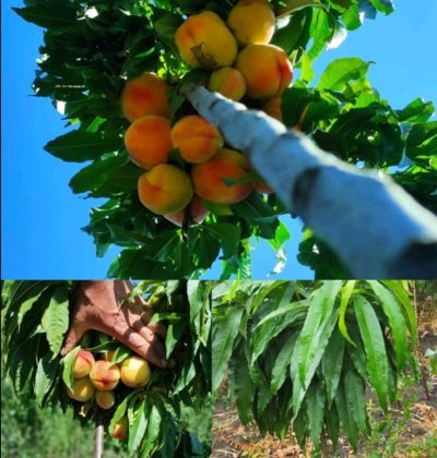 Персик щеплений на штамбі Медовий