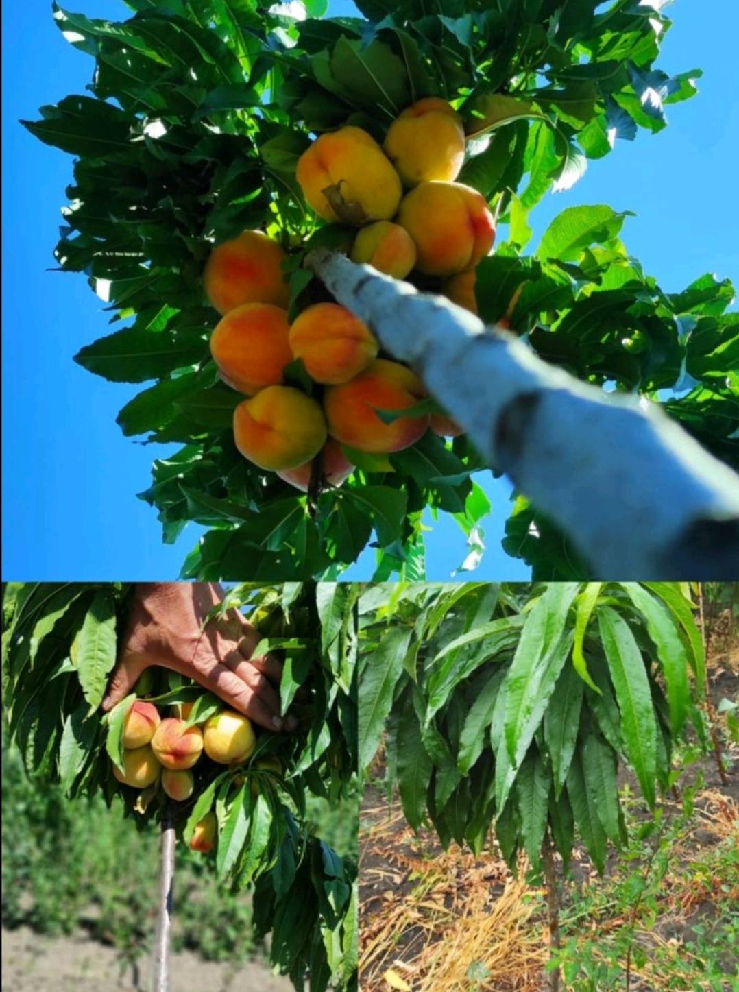 woocommerce product thumbnail