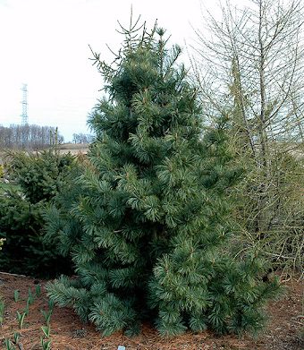 Сосна корейська Вінтон / Pinus koraiensis Winton